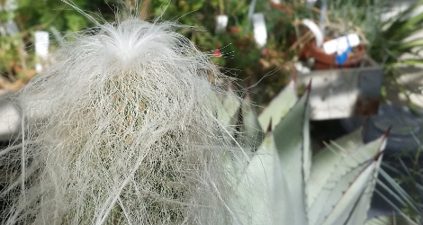 Cephalocereus senilis