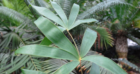 Ceratozamia hildae