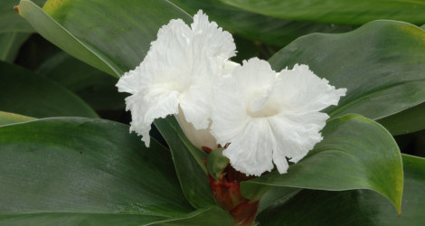 Cheilocostus speciosus