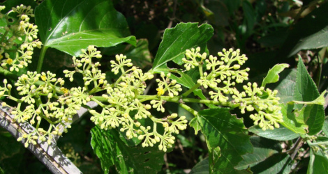 Cissus verticillata