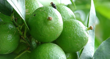 Citrus aurantiifolia