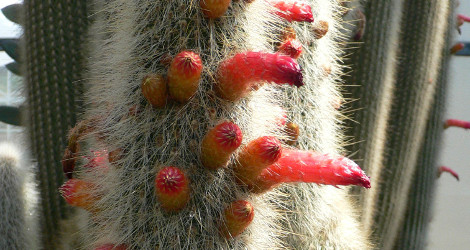 Cleistocactus strausii