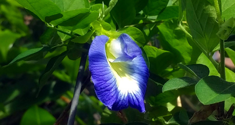 Clitoria ternatea