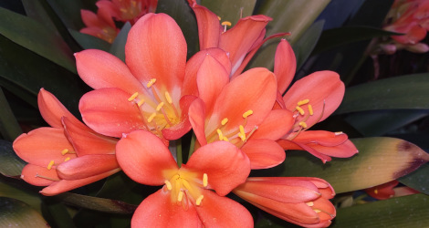 Clivia miniata