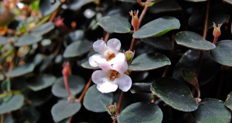 Codonanthe devosiana