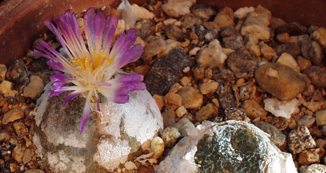 Conophytum burgeri