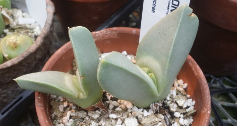 Conophytum herreanthus