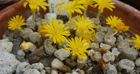 Conophytum irmae