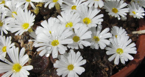 Conophytum pellucidum