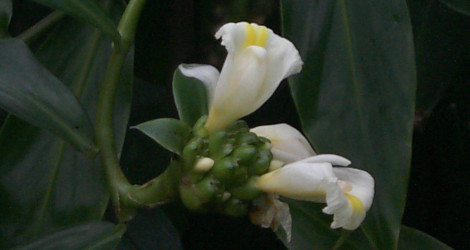 Costus afer