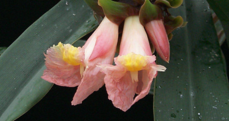 Costus asplundii