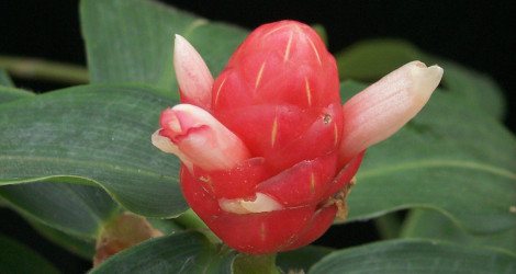 Costus chartaceus