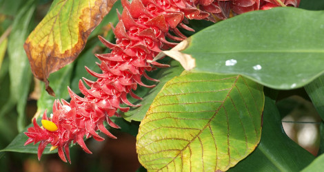 Costus comosus var. bakeri