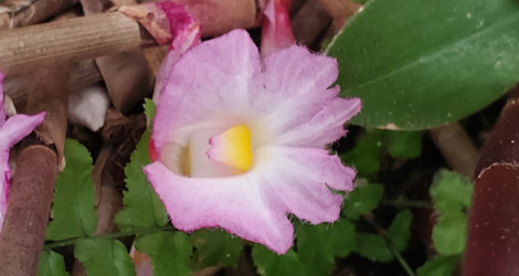 Costus phaeotrichus