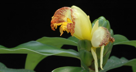 Costus pictus