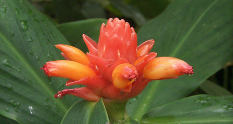 Costus productus