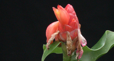 Costus scaber