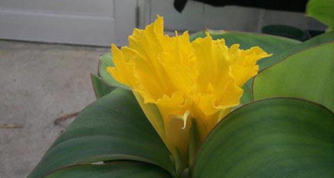 Costus spectabilis