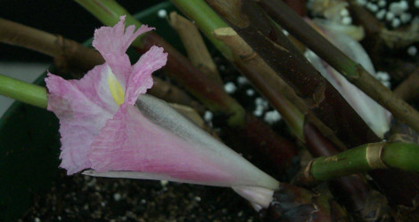 Costus tappenbeckianus