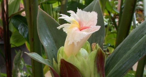 Costus vargasii