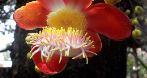 Couroupita guianensis