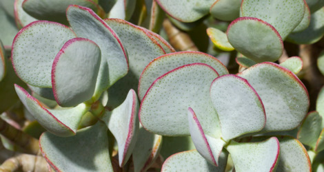 Crassula arborescens