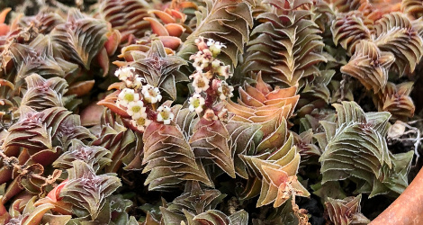 Crassula tabularis