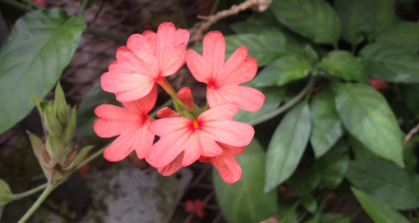 Crossandra nilotica