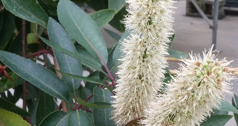 Cunonia capensis