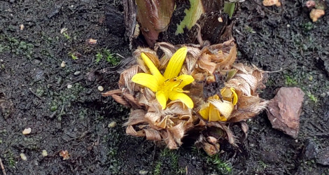Curculigo orchioides