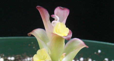 Curcuma attenuata