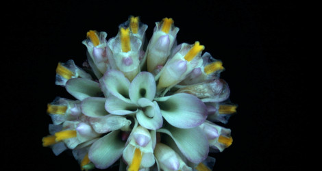 Curcuma petiolata