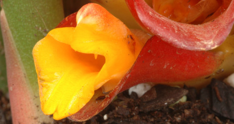 Curcuma rubrobracteata