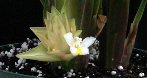 Curcuma singularis