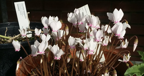 Cyclamen cyprium