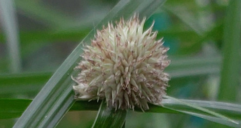 Cyperus brevifolia