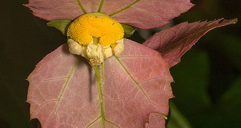 Dalechampia spathulata