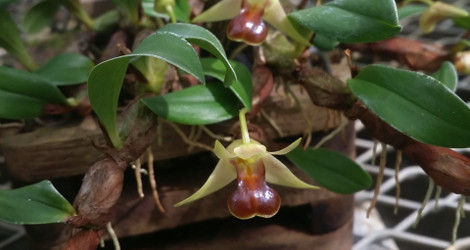 Dendrobium nakaharae