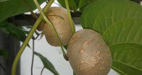 Dioscorea bulbifera