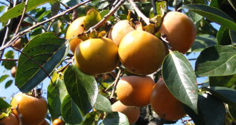 Diospyros kaki