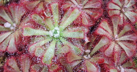 Drosera aliciae