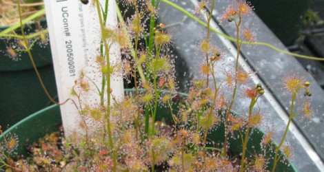 Drosera auriculata