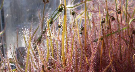 Drosera binata