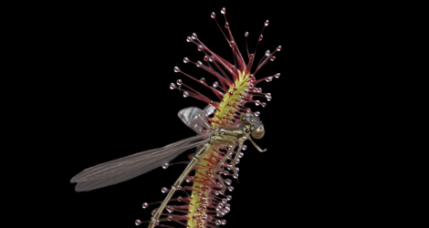 Drosera capensis