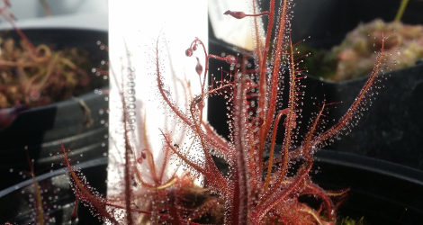 Drosera hartmeyerorum