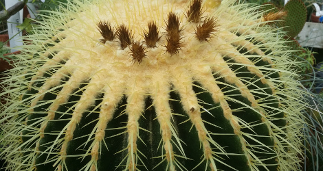 Echinocactus grusonii