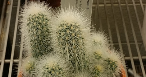 Echinocereus nivosus