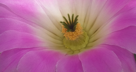 Echinocereus pentalophus