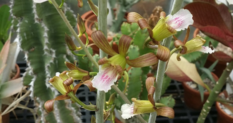 Eulophia petersii