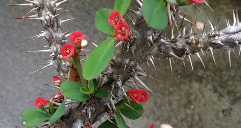 Euphorbia didiereoides